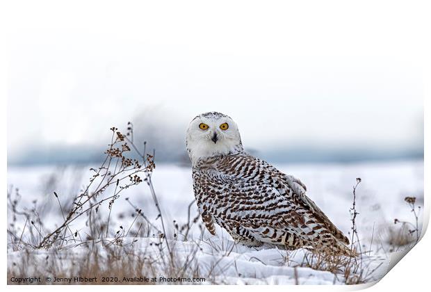 Snowy Owl Print by Jenny Hibbert