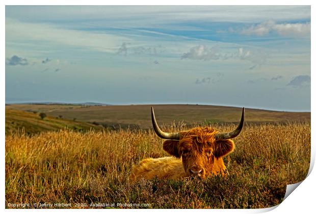 Exmoor Highland cow lying in the grasses Print by Jenny Hibbert