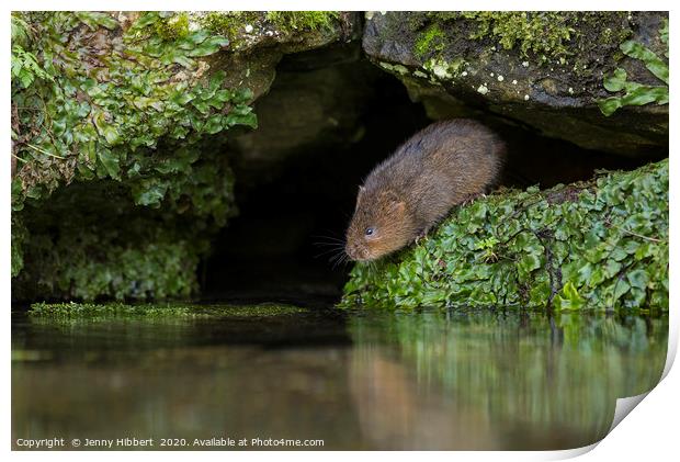 Water Vole about to enter water Print by Jenny Hibbert