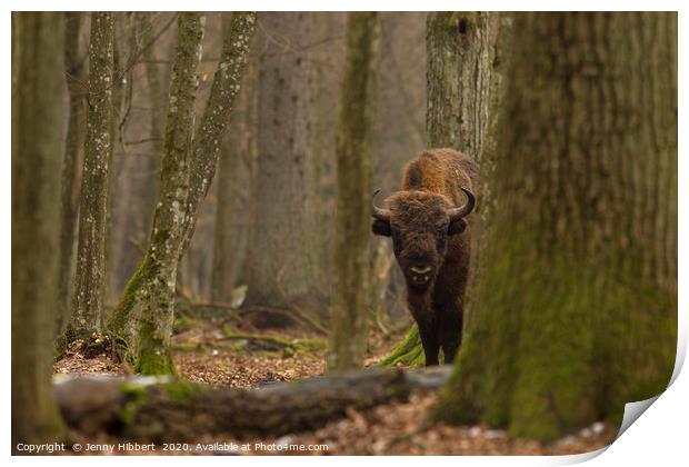 European Bison staring in Bialowieza forest Poland Print by Jenny Hibbert