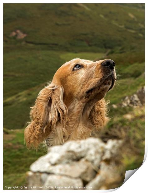 Cocker Spaniel looking attentively on the coast of Print by Jenny Hibbert
