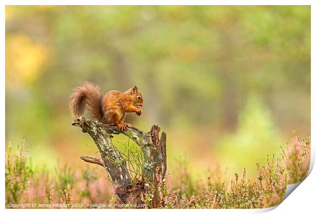 Red Squirrel feeding on a tree stump Print by Jenny Hibbert