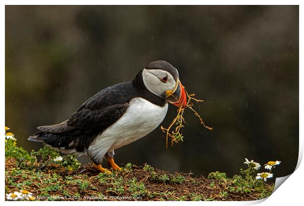 Puffin collecting nesting material Print by Jenny Hibbert