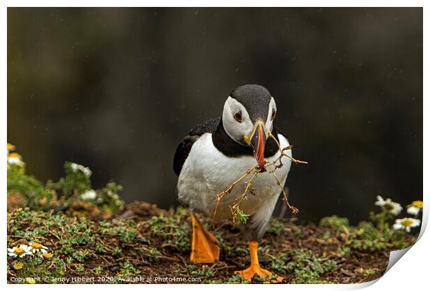 Puffin walking towards burrow with nesting material on Skomer Island Print by Jenny Hibbert