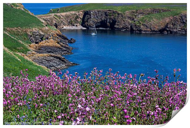 Skomer Island Pembrokeshire with the Pink Campion is flowering Print by Jenny Hibbert