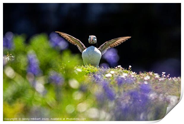 Puffin spreading out its wings in the Bluebells Skomer Island Print by Jenny Hibbert
