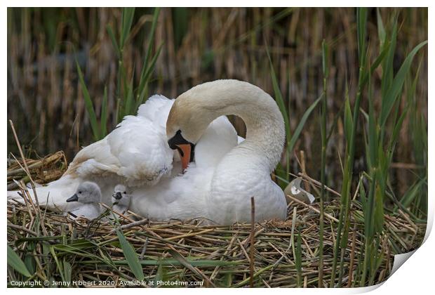 Mute Swan on nest with young Cygnets Print by Jenny Hibbert