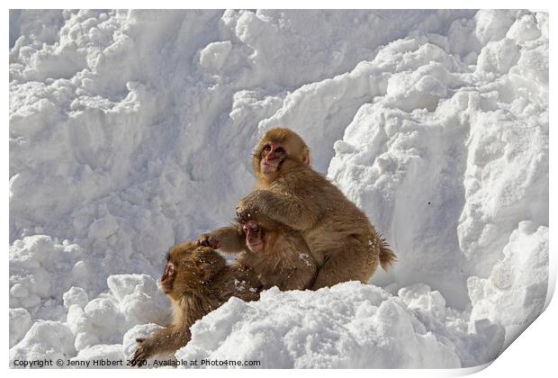 Three baby Snow Monkeys Print by Jenny Hibbert