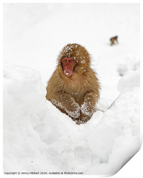 Young Snow Monkey sitting in deep snow Print by Jenny Hibbert