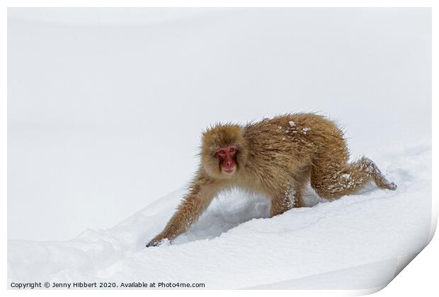 Adult Snow Monkey walking through snow Print by Jenny Hibbert