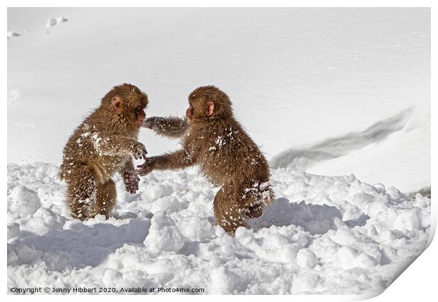 Two baby Snow Monkeys playing in the snow Print by Jenny Hibbert