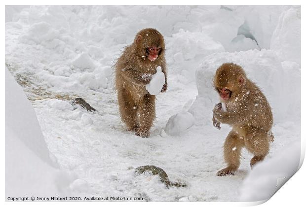 Two baby Snow monkeys running around carrying lumps of snow Print by Jenny Hibbert