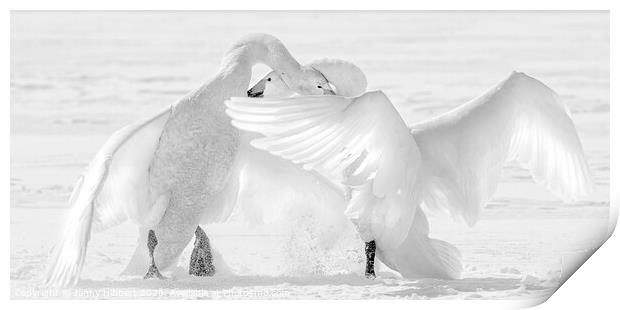 Black and White photo of two Whooper swans fighting Print by Jenny Hibbert