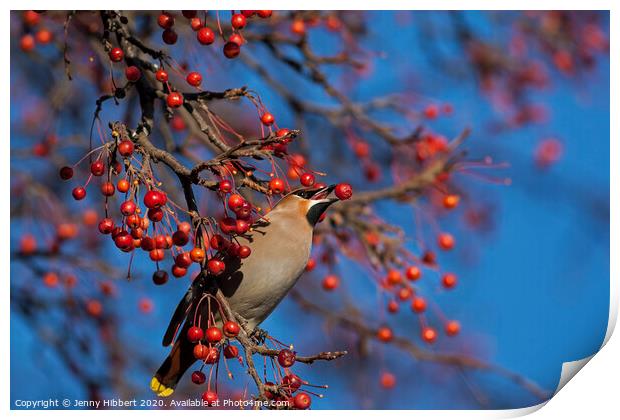 Waxwing taking a berry from tree in Cardiff. Print by Jenny Hibbert