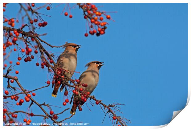Pair of Waxwings sitting together in Cardiff Print by Jenny Hibbert