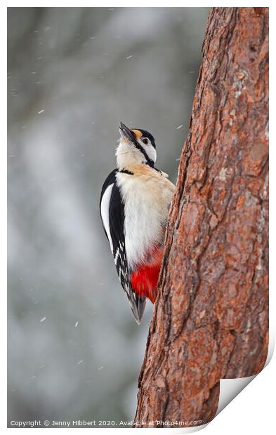 Great Spotted Woodpecker in falling snow Print by Jenny Hibbert