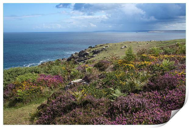 Heather on Cornish Coast Print by Brigitte Whiteing