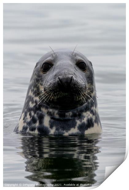 The Curious Seal Print by DiFigiano Photography