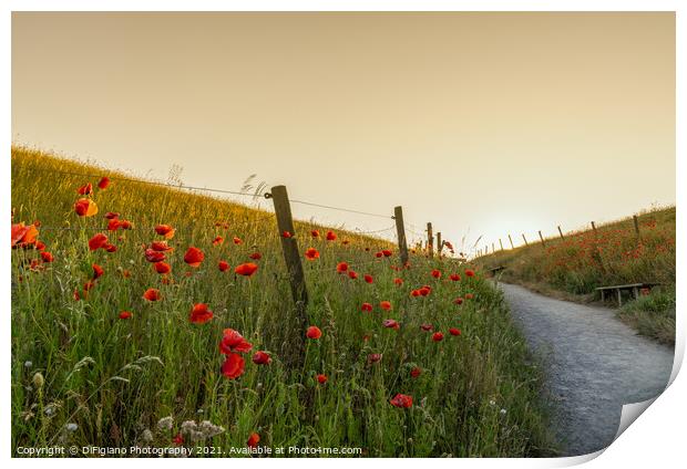 Poppies and Path Print by DiFigiano Photography