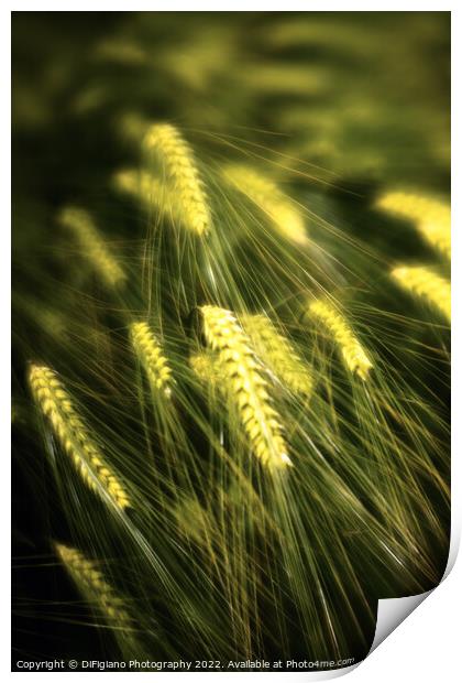 Dream of Wheat Print by DiFigiano Photography