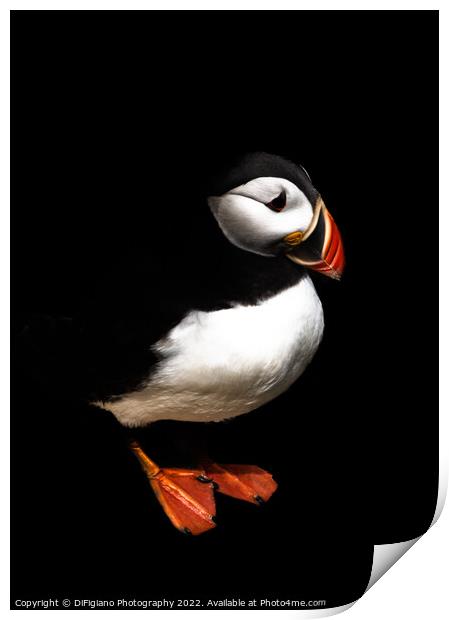 The Puffin Print by DiFigiano Photography