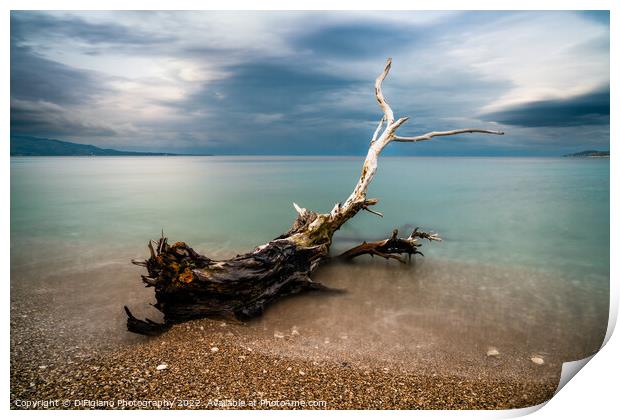 Sarande Driftwood Print by DiFigiano Photography