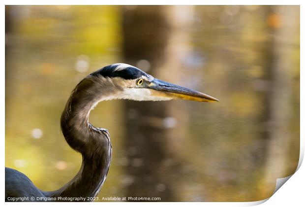 Great Heron Print by DiFigiano Photography