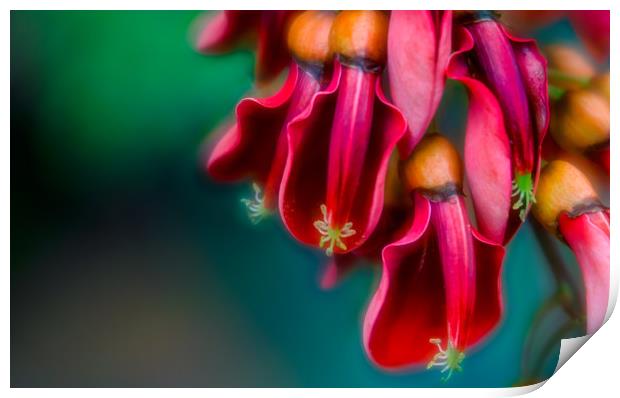 In Bloom Print by DiFigiano Photography