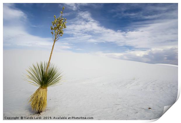 Yucca Print by DiFigiano Photography