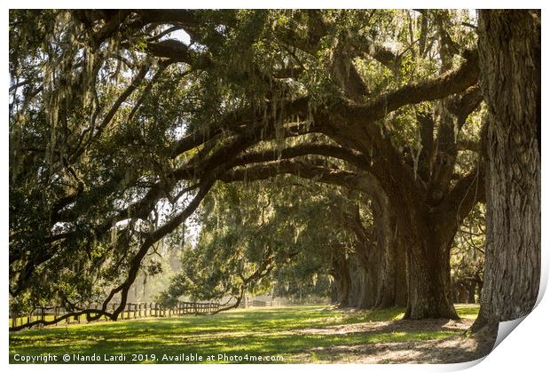 Oak And Moss Print by DiFigiano Photography