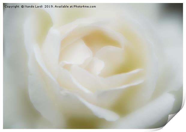 White Rose Print by DiFigiano Photography