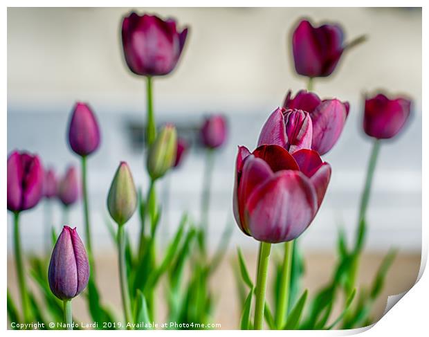 Steckborn Tulips Print by DiFigiano Photography