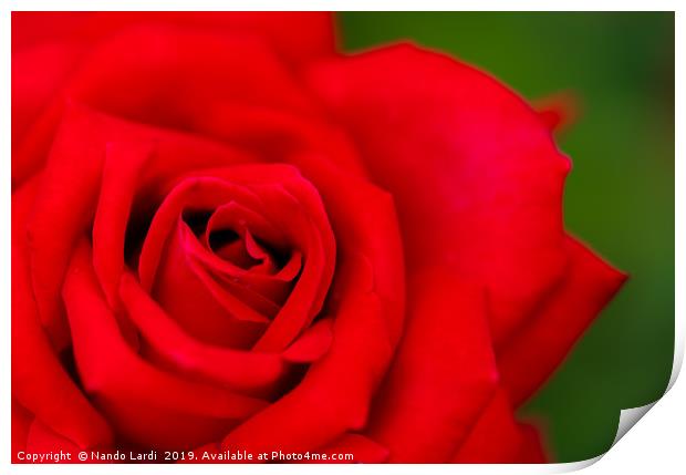 Red Rose Print by DiFigiano Photography