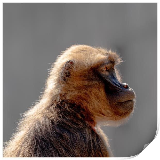Gelada Profiled Print by DiFigiano Photography