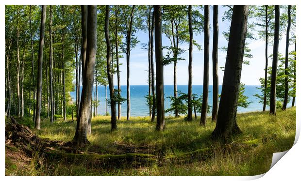Jasmund Beech Print by DiFigiano Photography
