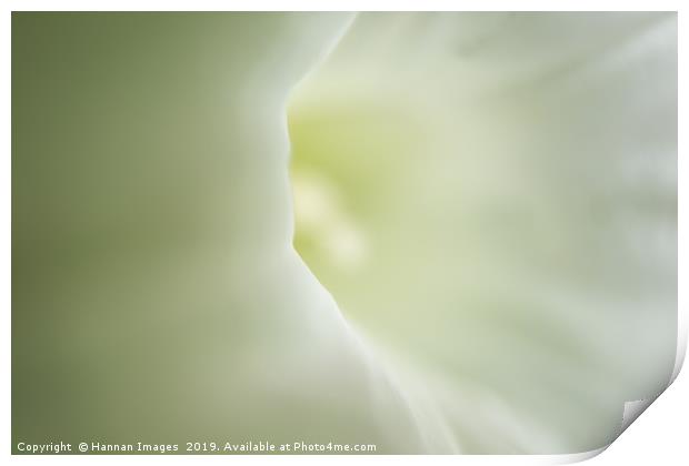 Soft white flower Print by Hannan Images