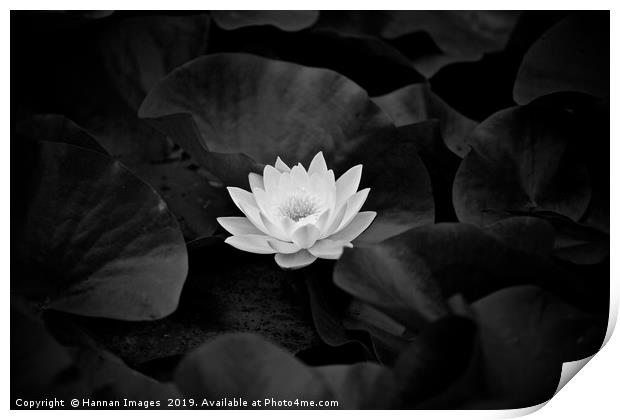 Water Lily Black and White Print by Hannan Images