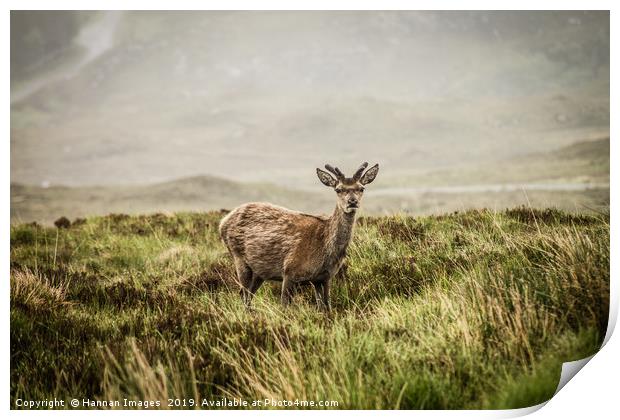 Roe deer in the Scottish Highlands Print by Hannan Images