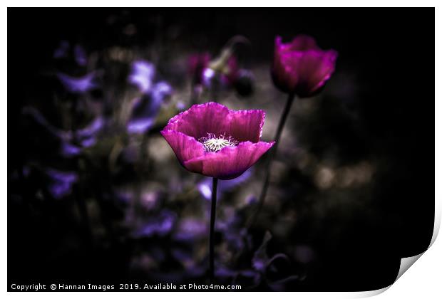 Purple Poppy Print by Hannan Images