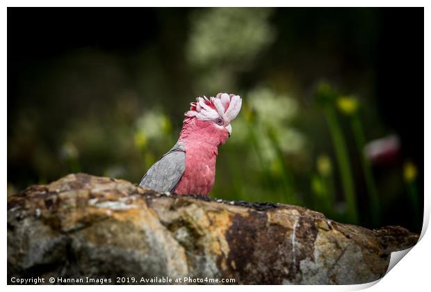 Galah Print by Hannan Images