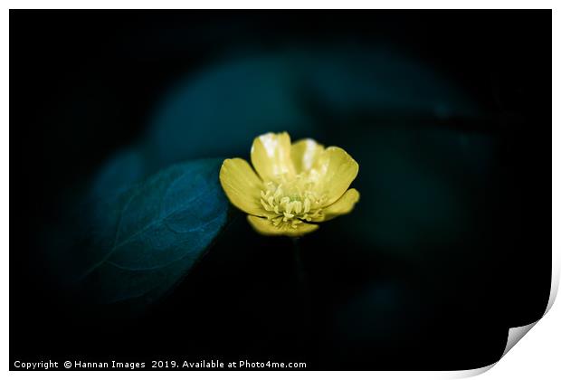Yellow Buttercup Print by Hannan Images