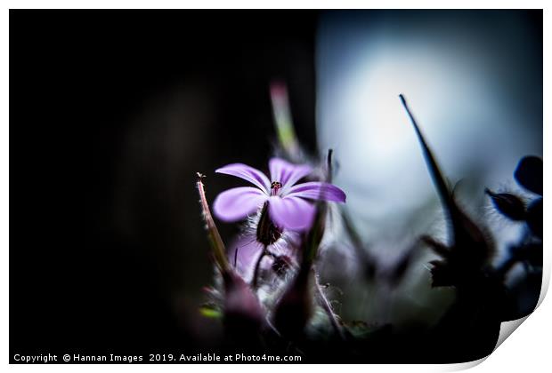 Pink Campion Print by Hannan Images
