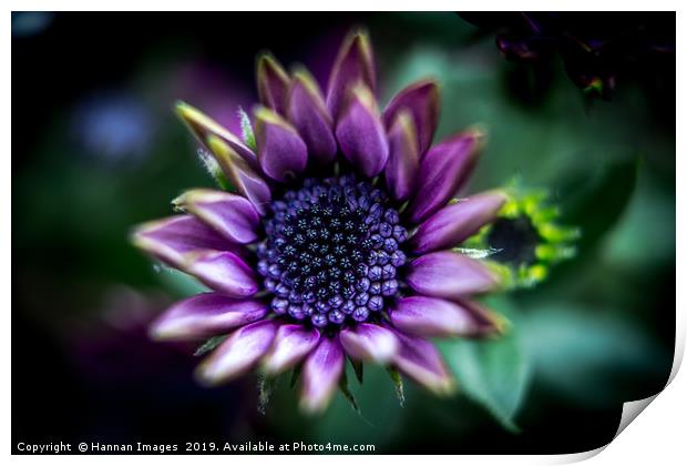 Purple African Daisy Print by Hannan Images