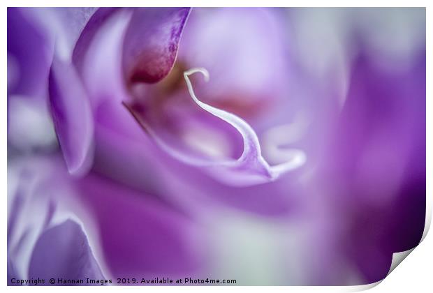 Macro abstract image of a purple Orchid with a haz Print by Hannan Images