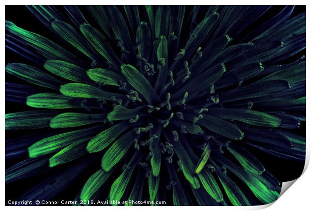 Blue and green dandelion Print by Connor Carter
