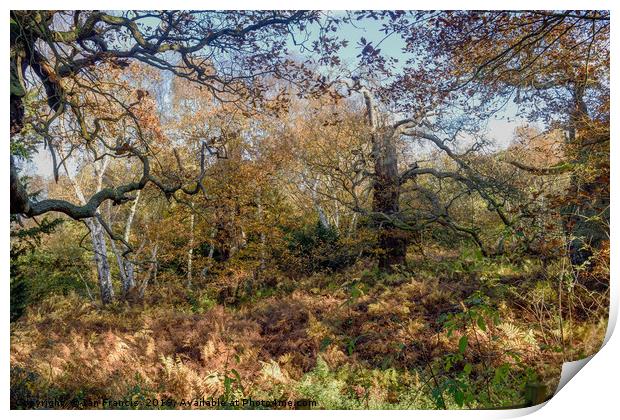 English Oak woodland in Autumn. Print by Ian Francis