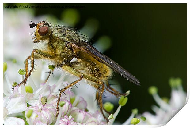 fly on blossom ,close up,Macro photography, Print by kathy white