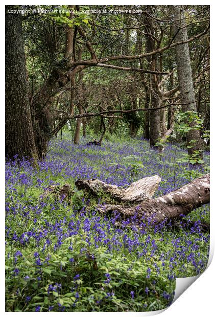  Cornwall,Bluebells in the Woods Print by kathy white