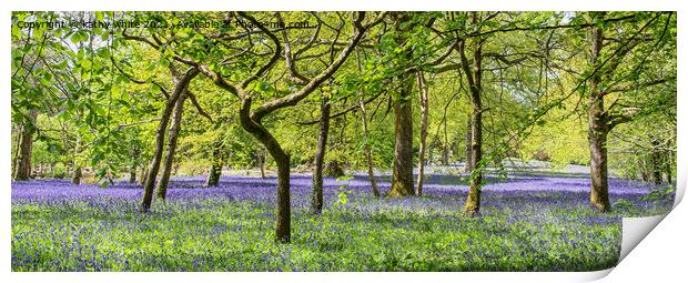 English Bluebell Wood, Cornwall,bluebell Print by kathy white
