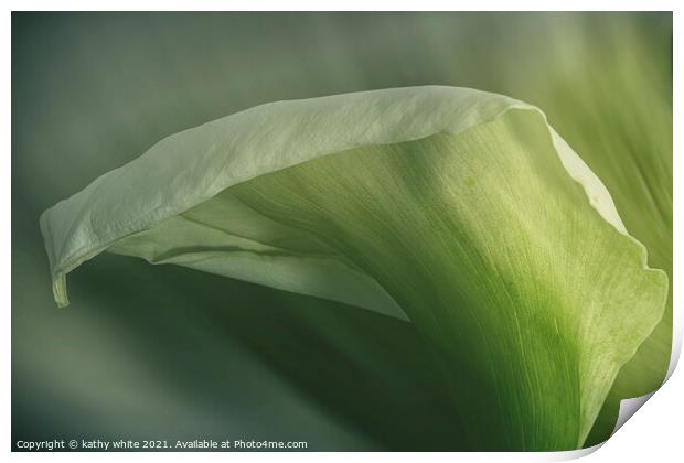 arum lily flower, pretty in green,Calla Lily  Print by kathy white